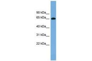 Image no. 1 for anti-VPS33B Interacting Protein, Apical-Basolateral Polarity Regulator (VIPAR) (C-Term) antibody (ABIN6744208)