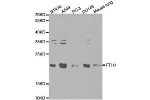 Western blot analysis of extracts of various cell lines, using FTH1 antibody.