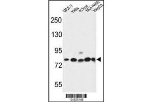 Western blot analysis in MCF-7,Hela,NCI-H460,HepG2 cell line and mouse liver tissue lysates (35ug/lane).