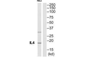 Western blot analysis of extracts from HeLa cells, using IL4 antibody. (IL-4 antibody  (C-Term))