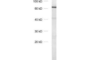 dilution: 1 : 1000, sample: olfactory bulb homogenate