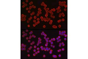 Immunofluorescence analysis of HT-29 cells using EpCAM Rabbit pAb (ABIN3021637, ABIN3021638, ABIN3021639, ABIN1513585 and ABIN6215463) at dilution of 1:100 (40x lens).