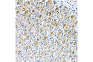 Immunohistochemistry of paraffin-embedded mouse stomach using MTX2 antibody. (MTX2 antibody)