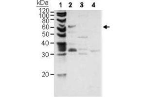 Western blot analysis of PINK1 in, Lane1 : control, Lane2 : ES cell (mouse) Mitochondria (20 ug), Lane3 : ES cell (mouse) cytosol (20 ug), Lane4 : ES cell (mouse) nuclear (20 ug) as negative control with PINK1 polyclonal antibody . (PINK1 antibody  (AA 1-50))