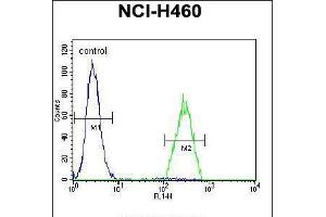 Flow cytometric analysis of NCI-H460 cells (right histogram) compared to a negative control cell (left histogram). (B3GALT5 antibody  (N-Term))