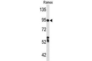 Western blot analysis of C7 Antibody (Center) in Ramos cell line lysates (35µg/lane). (C7 antibody  (Middle Region))