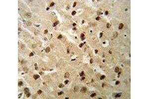 Beclin1 antibody IHC analysis in formalin fixed and paraffin embedded mouse brain tissue. (Beclin 1 antibody  (AA 95-132))