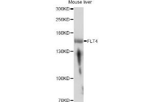 Western blot analysis of extracts of mouse liver, using FLT4 antibody (ABIN5973266) at 1/1000 dilution. (FLT4 antibody)