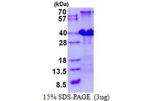 Image no. 1 for Polymerase (RNA) III (DNA Directed) Polypeptide H (22.9kD) (POLR3H) protein (His tag) (ABIN1098418)