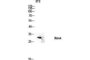 Western Blot (WB) analysis of 3T3 lysis using Rim4 antibody. (RIMS4 antibody  (Internal Region))