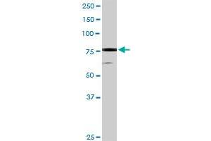 RPS6KA5 MaxPab rabbit polyclonal antibody. (MSK1 antibody  (AA 1-802))