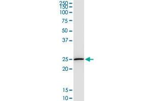 DTYMK antibody  (AA 103-212)