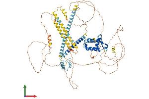 AlphaFold protein structure predicition of Mouse Recombinant Foxp1 Protein, UniprotID P58462 (FOXP1 Protein (AA 1-705) (His tag))