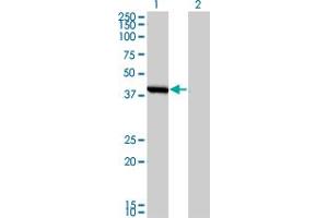 Western Blot analysis of SMS expression in transfected 293T cell line by SMS monoclonal antibody (M01), clone 1G6. (SMS antibody  (AA 1-366))
