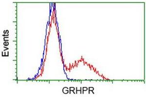 Flow Cytometry (FACS) image for anti-Glyoxylate Reductase/hydroxypyruvate Reductase (GRHPR) antibody (ABIN1498520) (GRHPR antibody)
