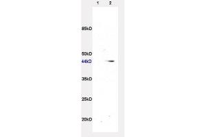 L1 rat liver and L2 rat brain lysates, probed: ADRB3 (ABIN737106) at 1:200 in 4 °C. (ADRB3 antibody  (AA 310-408))