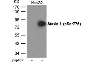 Western blot analysis of extracts from HepG2 cells using Ataxin 1 (Phospho-Ser776) Antibody. (Ataxin 1 antibody  (pSer776))