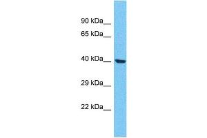 Western Blotting (WB) image for anti-Olfactory Receptor, Family 4, Subfamily F, Member 21 (OR4F21) (C-Term) antibody (ABIN2447794) (OR4F21 antibody  (C-Term))