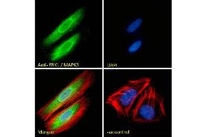 Immunofluorescence (IF) image for anti-Mitogen-Activated Protein Kinase 3 (MAPK3) (N-Term) antibody (ABIN185399)