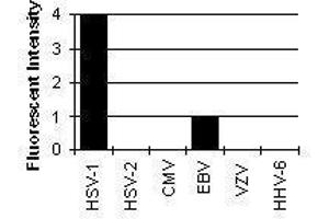 Cross Reactivity Results determined by IFA (HSV1 ICP0 antibody)