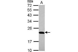 WB Image Sample (30 ug of whole cell lysate) A: 293T 12% SDS PAGE antibody diluted at 1:10000 (PTGES3 antibody)