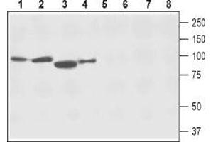 Western blot analysis of rat brain membranes (lanes 1 and 5), mouse brain membranes (lanes 2 and 6), rat skeletal muscle lysate (lanes 3 and 7) and human SH-SY5Y neuroblastoma cell lysate (lanes 4 and 8): - 1-4. (SLC8A2 antibody  (3rd Intracellular Loop))