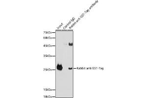 Immunoprecipitation analysis of 300 μg extracts of GST-protein cells using 3 μg Rabbit anti GST-Tag antibody (ABIN3020561 and ABIN3020562). (GST antibody)