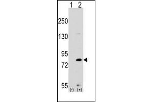 Image no. 1 for anti-MYST Histone Acetyltransferase 2 (MYST2) (Middle Region) antibody (ABIN356665) (MYST2 antibody  (Middle Region))