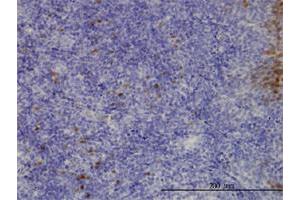Immunoperoxidase of monoclonal antibody to CLIC3 on formalin-fixed paraffin-embedded human tonsil. (CLIC3 antibody  (AA 137-236))