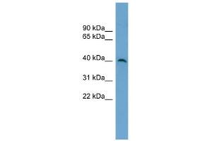 WB Suggested Anti-SUV39H2 Antibody Titration:  0. (SUV39H2 antibody  (Middle Region))