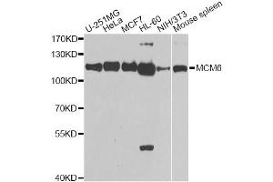 Western blot analysis of extracts of various cell lines, using MCM6 antibody (ABIN5971012) at 1/1000 dilution. (MCM6 antibody)