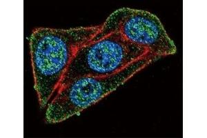 Confocal immunofluorescent analysis of PAX-6 antibody with HeLa cells followed by Alexa Fluor 488-conjugated goat anti-rabbit lgG (green). (PAX6 antibody  (AA 352-380))
