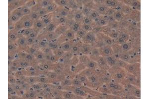 IHC-P analysis of Mouse Liver Tissue, with DAB staining. (MIB2 antibody  (AA 546-784))