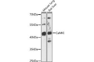 Western blot analysis of extracts of various cell lines, using CaMKI antibody (ABIN7266017) at 1:3000 dilution. (CAMK1 antibody  (AA 1-93))