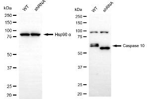 Western blotting analysis using caspase 10 antibody (ABIN7797887).