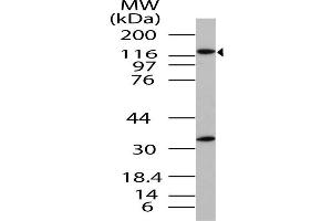 Image no. 1 for anti-Importin 8 (IPO8) (AA 700-1000) antibody (ABIN5027312)
