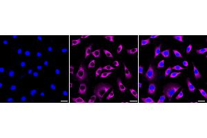 anti-MAS1 Oncogene Like Protein (MAS1L) antibody