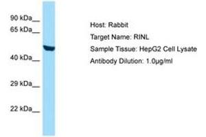 Image no. 1 for anti-Ras and Rab Interactor-Like (RINL) (AA 62-111) antibody (ABIN6749889) (RINL antibody  (AA 62-111))