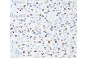 Immunohistochemistry of paraffin-embedded Rat ovary using DDX39B Polyclonal Antibody at dilution of 1:100 (40x lens). (DDX39B antibody)