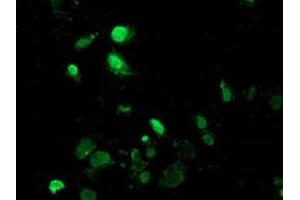 Anti-MAGEB18 mouse monoclonal antibody (ABIN2454279) immunofluorescent staining of COS7 cells transiently transfected by pCMV6-ENTRY MAGEB18 (RC206329). (MAGEB18 antibody)