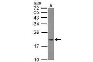 Image no. 1 for anti-Mitochondrial Ribosomal Protein L21 (MRPL21) (AA 24-198) antibody (ABIN1499558) (MRPL21 antibody  (AA 24-198))