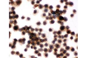 Immunocytochemistry (ICC) image for anti-Protein tyrosine Phosphatase, Receptor Type, C (PTPRC) (AA 1209-1227) antibody (ABIN3032399)