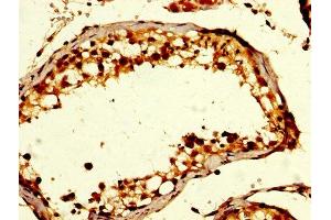 IHC image of ABIN7154533 diluted at 1:200 and staining in paraffin-embedded human testis tissue performed on a Leica BondTM system.