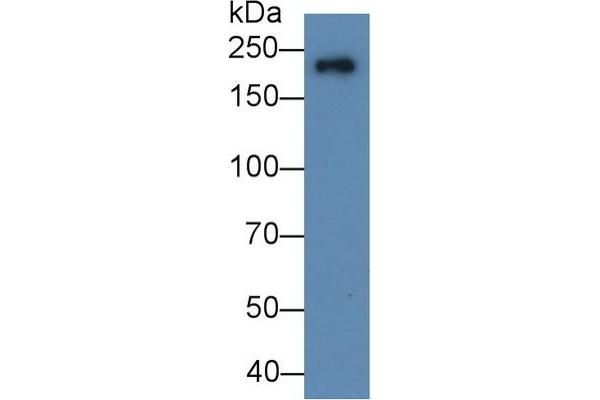 MYH7 antibody  (AA 1268-1516)