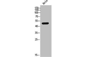Western Blot analysis of HeLa cells using Casein Kinase Iγ2 Polyclonal Antibody (Casein Kinase 1 gamma 2 antibody  (N-Term))