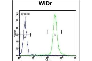 ANXA7 Antibody (Center) (ABIN652686 and ABIN2842457) flow cytometric analysis of WiDr cells (right histogram) compared to a negative control cell (left histogram).