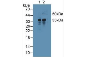 Figure. (MCL-1 antibody  (AA 2-307))
