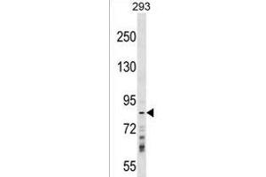 RN Antibody (Center) (ABIN1538224 and ABIN2849191) western blot analysis in 293 cell line lysates (35 μg/lane). (RNF219 antibody  (AA 275-302))