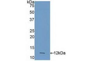 Detection of Recombinant CASP4, Human using Polyclonal Antibody to Caspase 4 (CASP4) (Caspase 4 antibody  (AA 290-377))