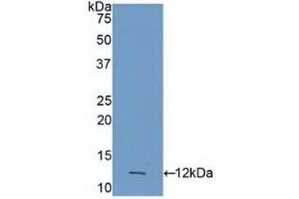 Caspase 4 Antikörper  (AA 290-377)